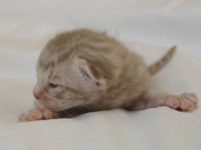 1 week old