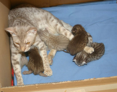Magic with her kittens