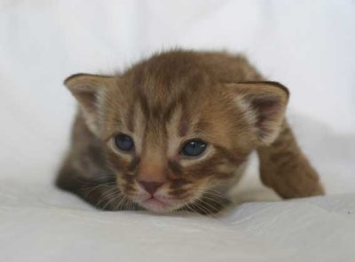 Lava 2,5 weeks old
