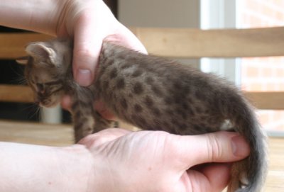 Quite big spotts