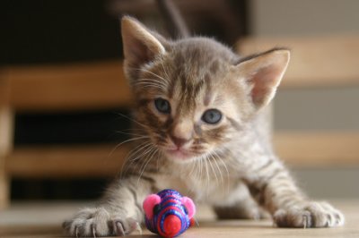 Don't try to take my mouse! :)