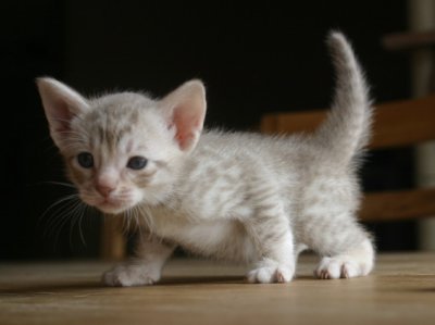 Midas 4 weeks old