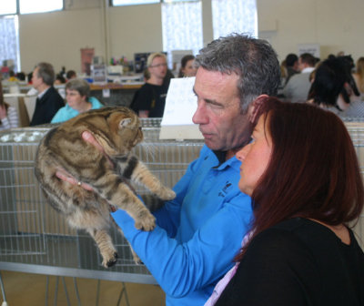 S*Callidoras Hold Me, browntabby exotic male. Judges by Ad de Bruijn and here also with judges pupil Anne Köhn