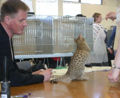 Judged by Martein Tausen who gave her BIV over 5 male kittens!