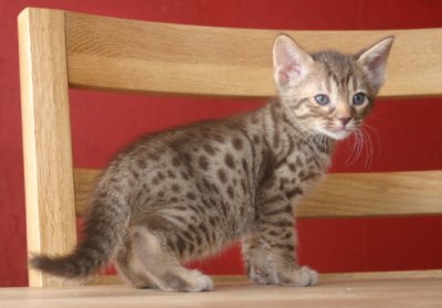 A little leopard :)