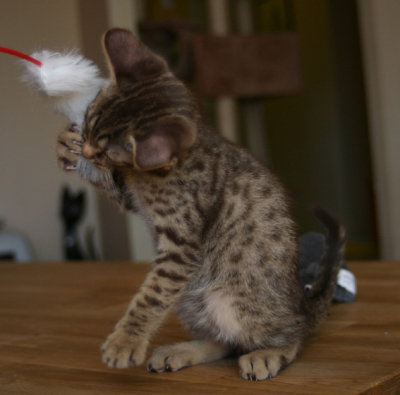 Always playful!