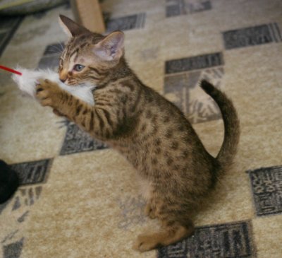 Or I'd rather have it as a toy :)