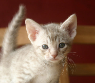 Midas 5 weeks old