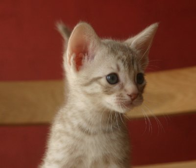 Curious