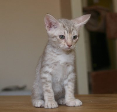 Midas 8 weeks old