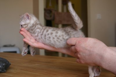 Spotts