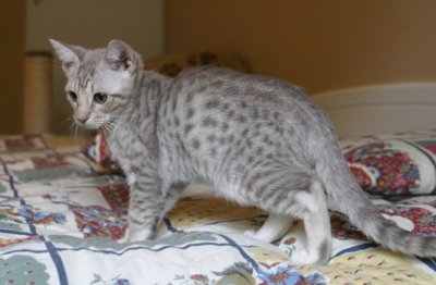 Lavender Sunblaze 4 month old