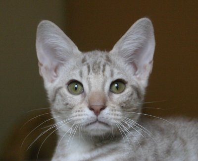 Midas Touch 4 month old