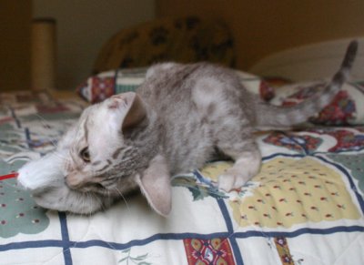 Playful :)