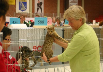 Miira with sundays judge Anne-Gro, here comparing 2 spotted kittens - Miira was outstanding