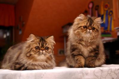 Mini & Bollen
