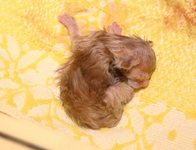 A newborn kitten, hasn't even dried :)