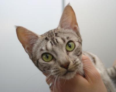 Agnes green eyes