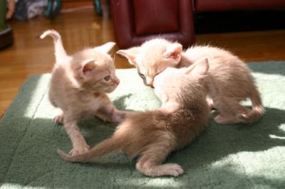The litter playing
