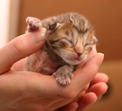 Hello to the world :)