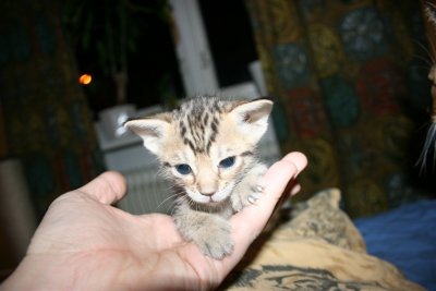 About 3 weeks old
