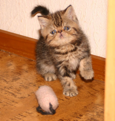 Playful