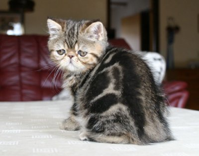 8 weeks and big
