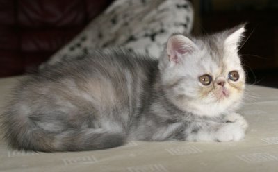 But she's still a kitten and new food is good :)