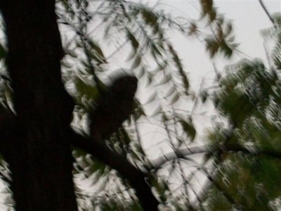 and a blurry owl on this tree limb