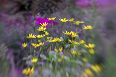 Lensbaby