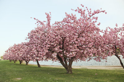 156, Cherry Blossoms, Mamaroneck
