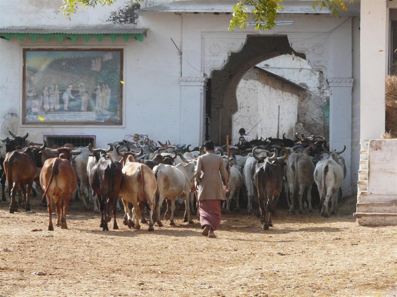 04-Cows after grazing in nAthdwara gOshala.JPG