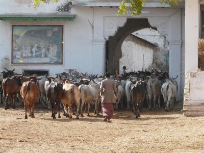 04-Cows after grazing in nAthdwara gOshala.JPG
