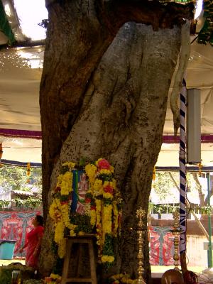 5-ThiruAnandAzhwan as Maghiza tree (Thiruvarasu)