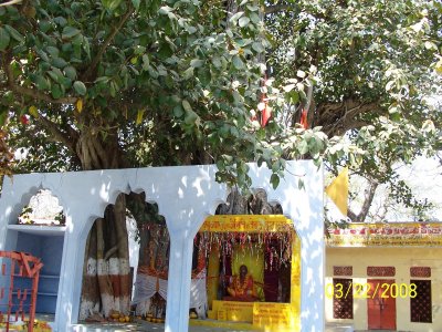 Vyasa gaddi the birthplace of all 18 puranams and Ithihasams from Vyasar, at Naimisaranyam. The tree is also said to be several