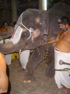 19-Sriperumbudur Samprokshanam 2008.Anguraarpanam Purappaadu.Temple Elephant doing mangalasasanam to Perumal & Swami.JPG