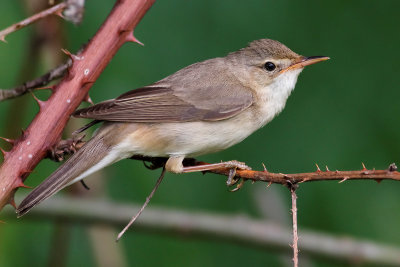 Cannaiola verdognola