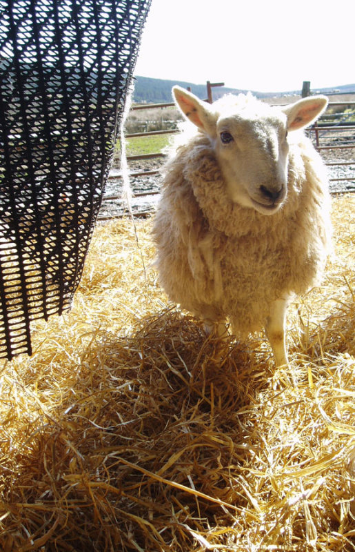 smily sheep