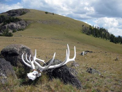 Huge elk skull on Specimen Ridge, Yellowstone NP
