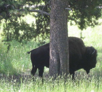 Bison in Lamar valley