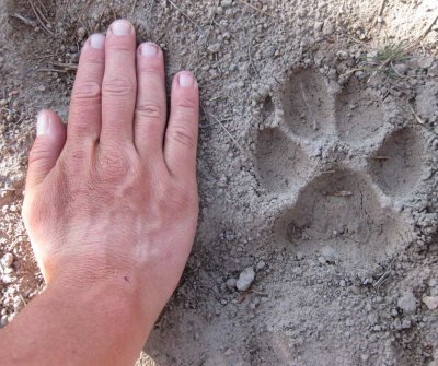 Wolf tracks