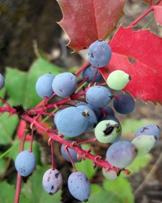Autumnal Berries