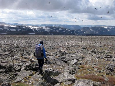 Birds over Shale Mountain, Winds