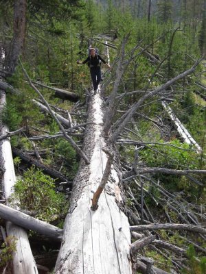 walking along fallen trees can at times be the easiest way...