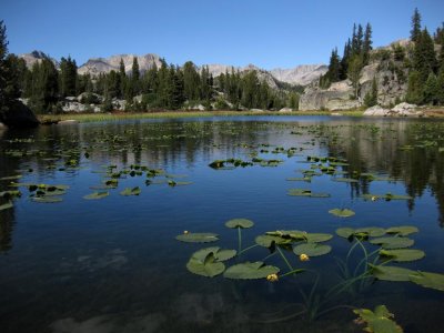 Water lillies, Wind Rivers