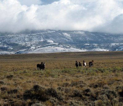 Wild Horses in the Great Basin