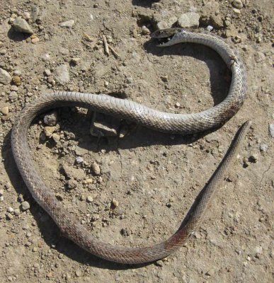 Snake on the track