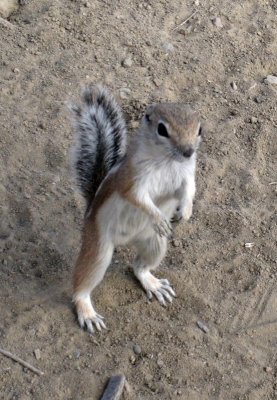 Ground squirel, Chaco Canyon, New Mexico