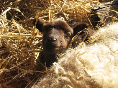 Sheebaas lamb 1 day old
