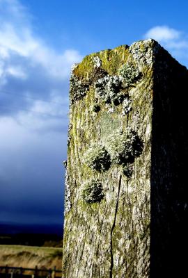 Lichen and post